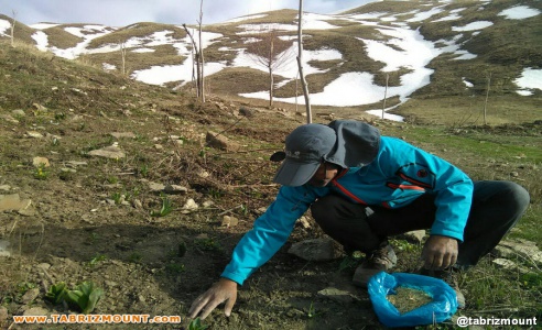 گزارش تصویری کاشت بذر توسط کوهنوردان